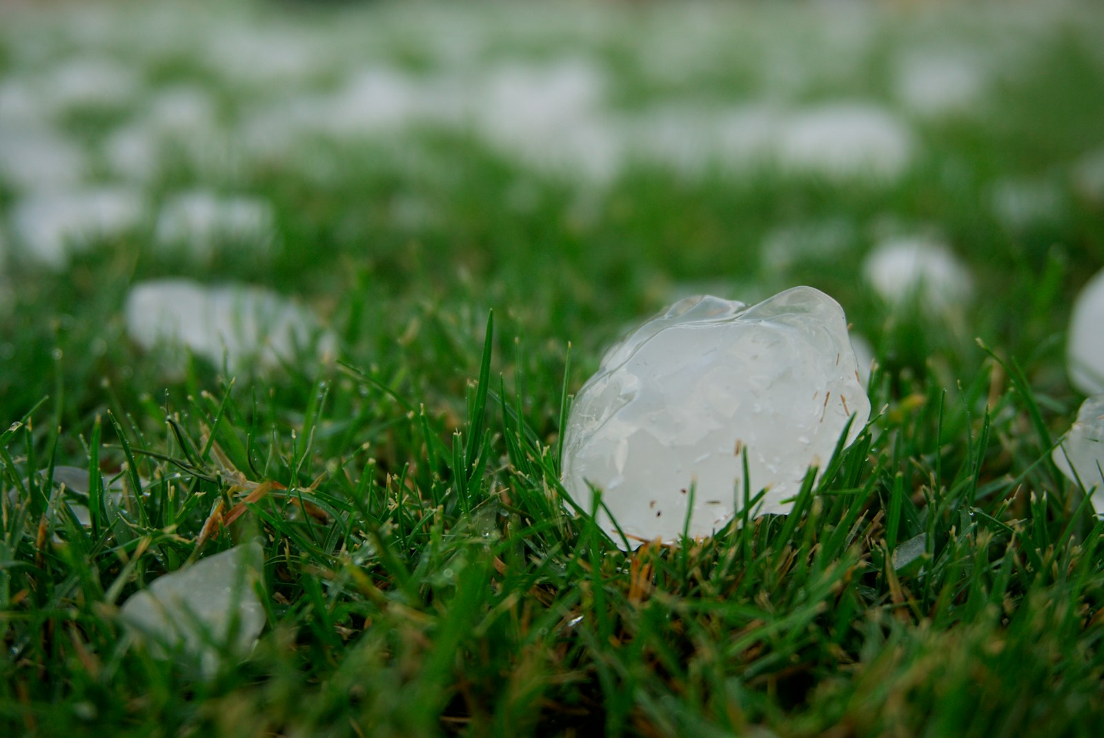 Hailstones scattered across a green lawn after a summer storm, the kind of evidence worth photographing next to a coin before it melts